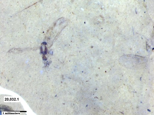 Diptera