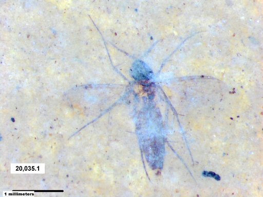 Diptera