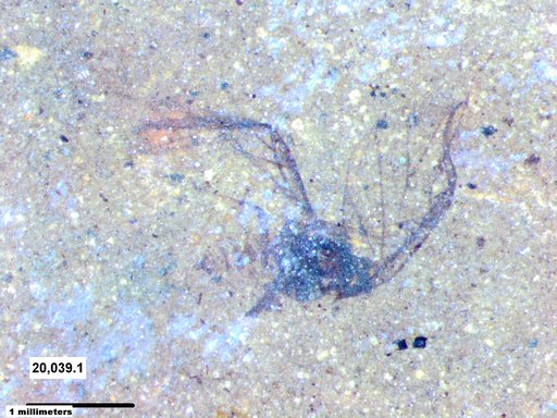 Aphididae