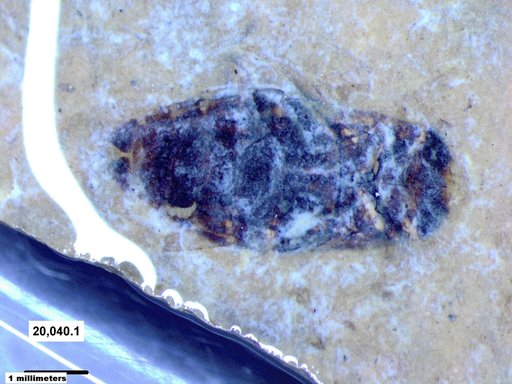 Corixidae