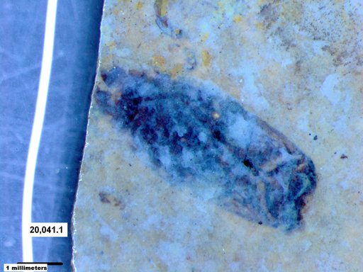 Corixidae