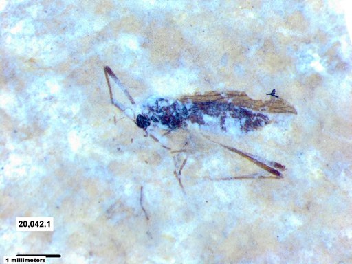 Diptera