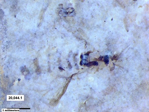 Chaoboridae