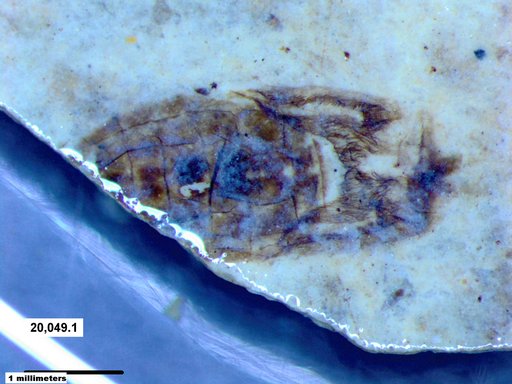 Corixidae