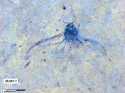 Aphididae