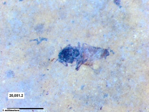 Diptera