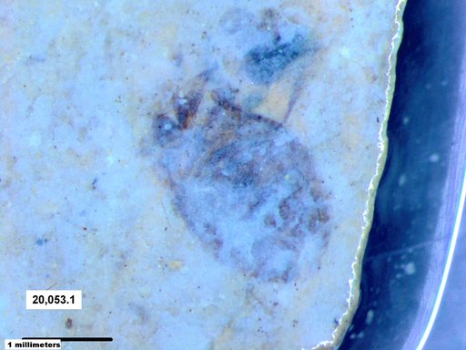 Corixidae