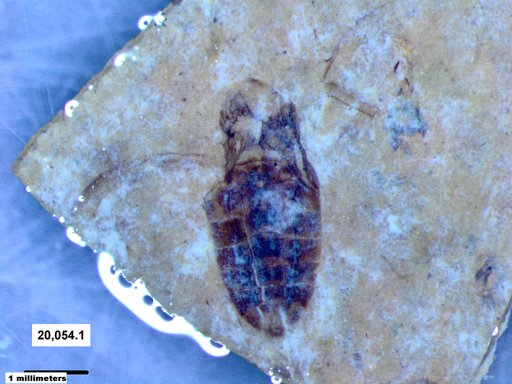 Corixidae
