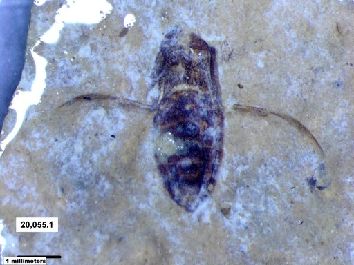 Corixidae