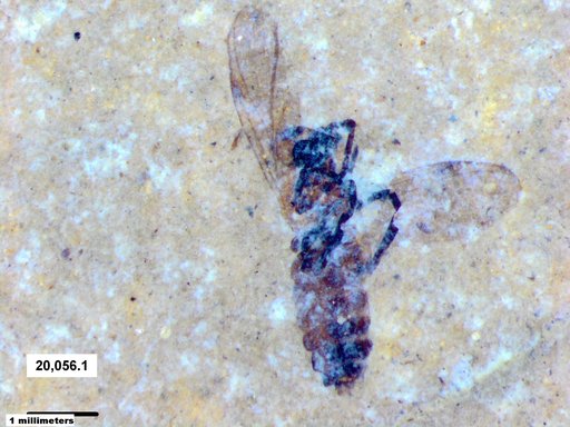 Genus sp