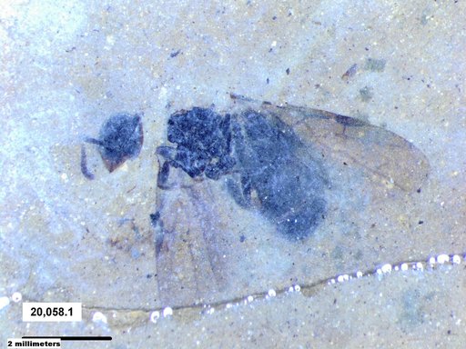 Formicidae
