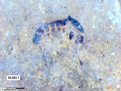 Chaoboridae