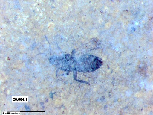 Genus sp