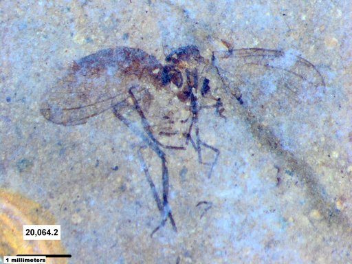Diptera