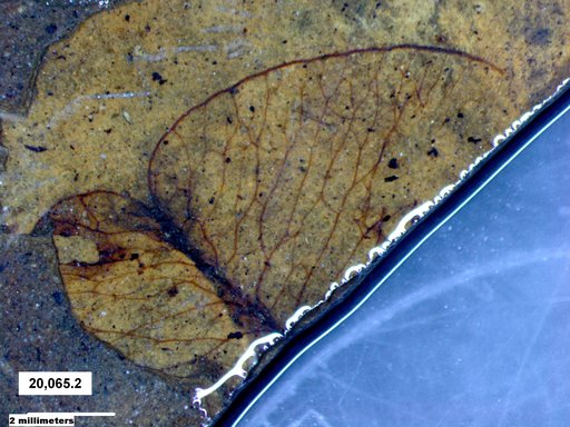 Tracheophyta