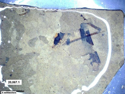 Genus sp