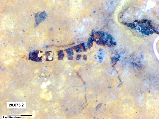 Chaoboridae