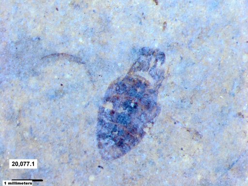 Corixidae