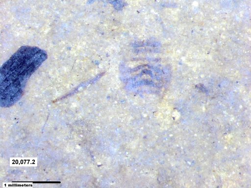 Corixidae