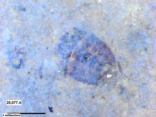 Corixidae
