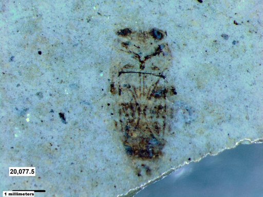 Corixidae