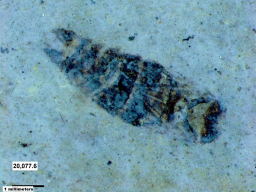Corixidae