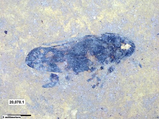 Genus sp
