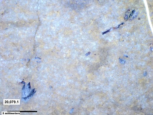Tracheophyta
