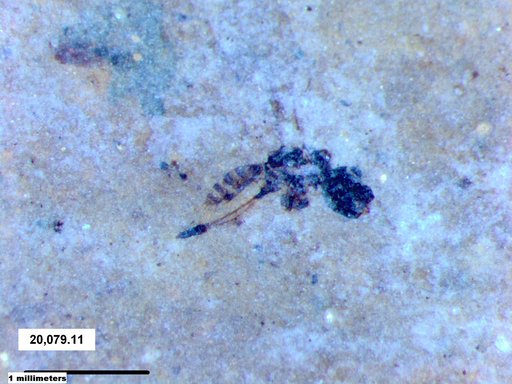 Genus sp