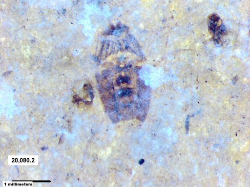 Corixidae