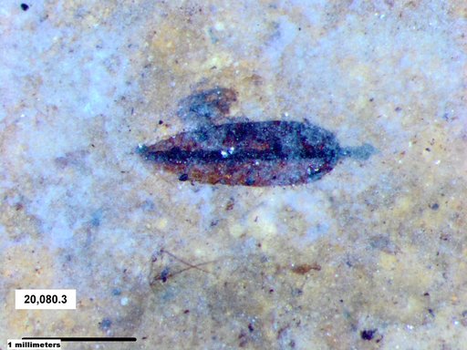 Tracheophyta
