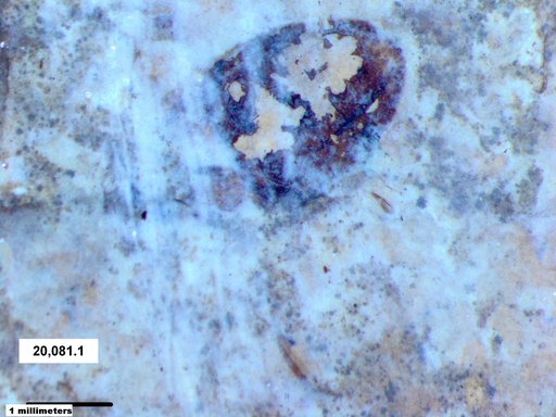 Corixidae