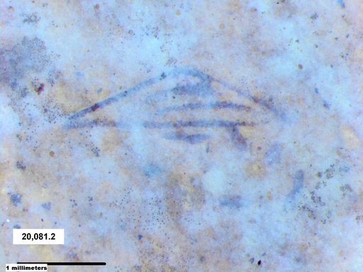 Corixidae