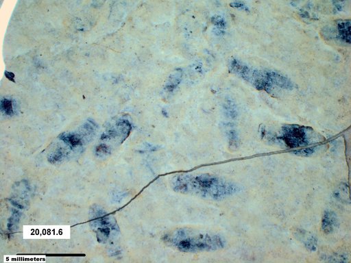 Corixidae