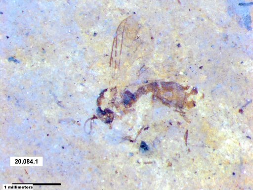 Diptera