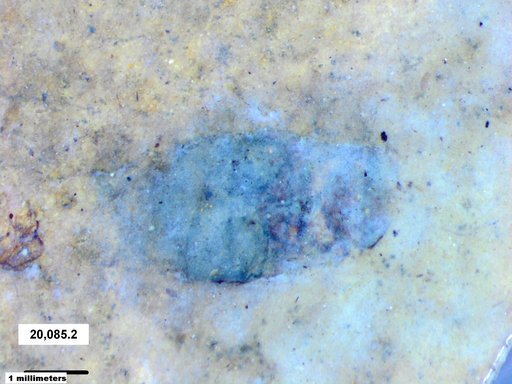 Corixidae