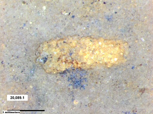 Genus sp