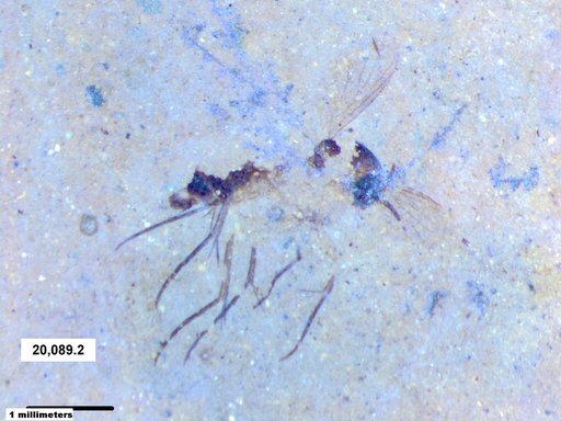 Mycetophilidae