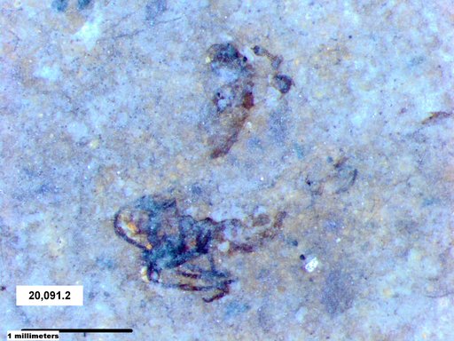 Chaoboridae