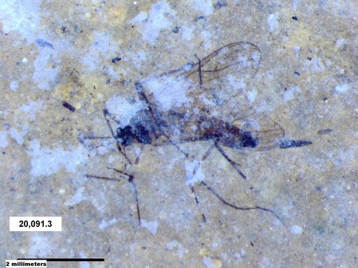 Dixidae