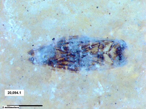 Corixidae