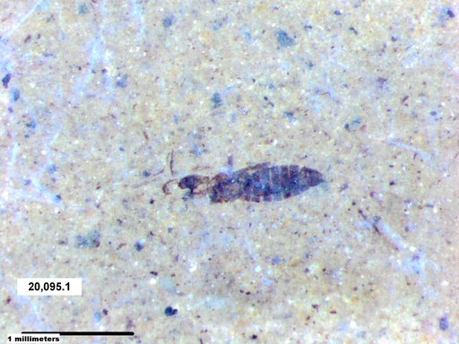 Genus sp