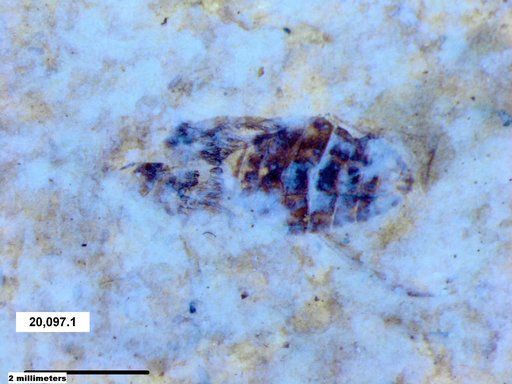 Corixidae