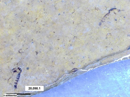 Chaoboridae