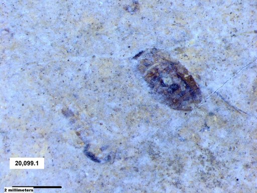 Corixidae