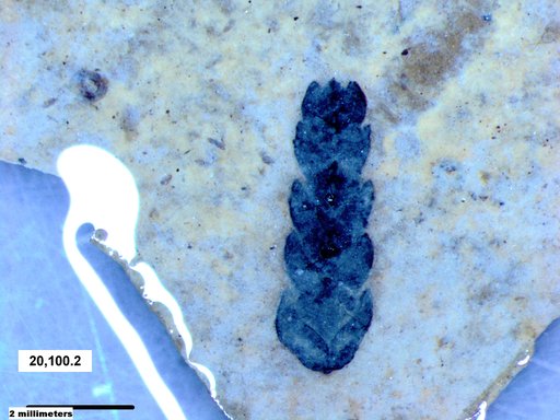 Tracheophyta