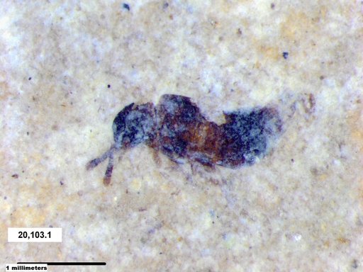 Genus sp