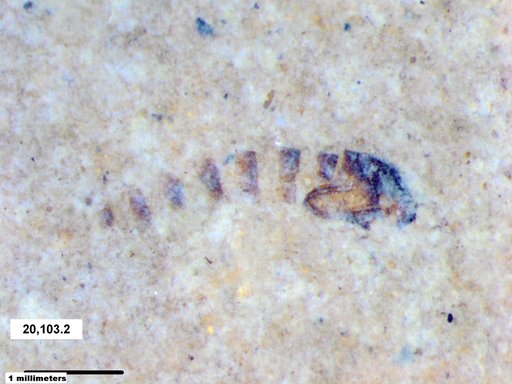 Diptera