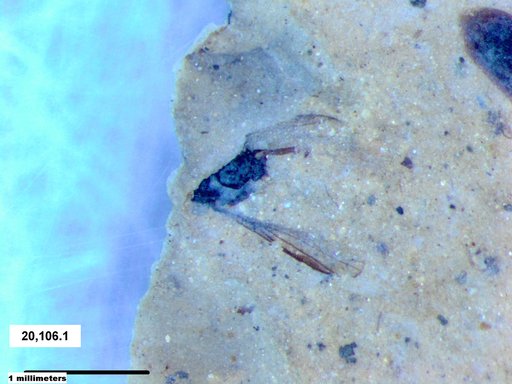 Diptera