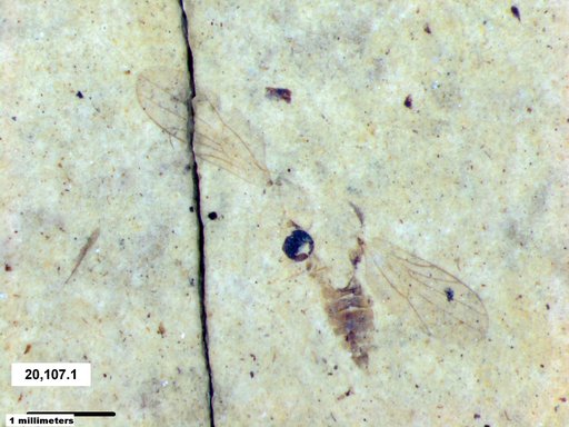 Diptera